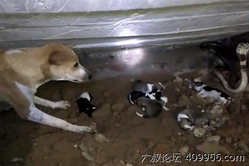 2025年第052期幽默猜测：黑暗中的盟友