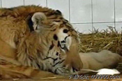 2025年第098期幽默猜测：智慧
