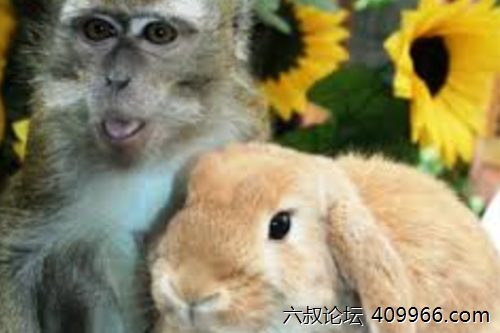 2025年第100期幽默猜测：林间的奇妙伙伴