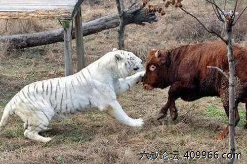 2025年第112期幽默猜测：力量的较量