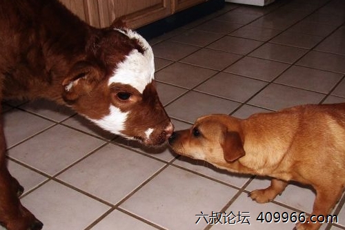 2025年第130期幽默猜测：田园之吻